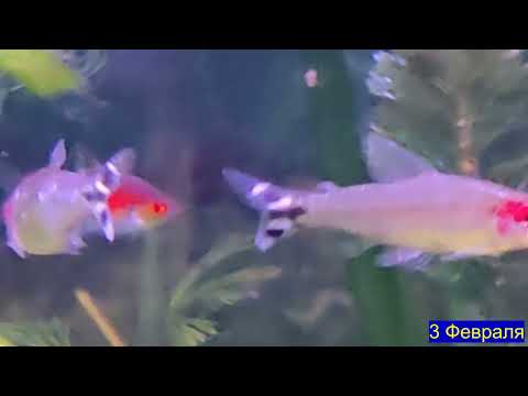 Видео: Рыбки заболели. Ихтиофтириоз?