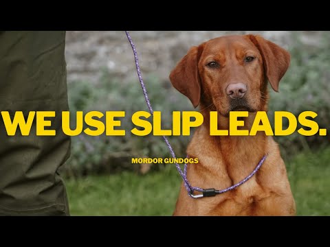 Видео: Руководство для кинологов по поводкам: что работает, а что нет