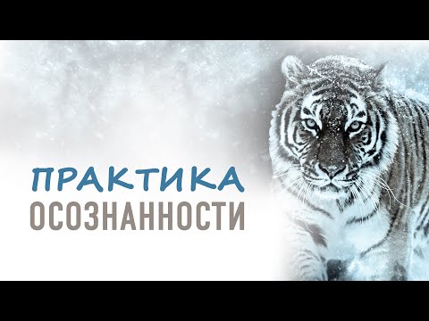 Видео: Практика осознанности