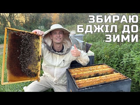 Видео: Підготовка бджіл до зимівлі. Збір гнізд.