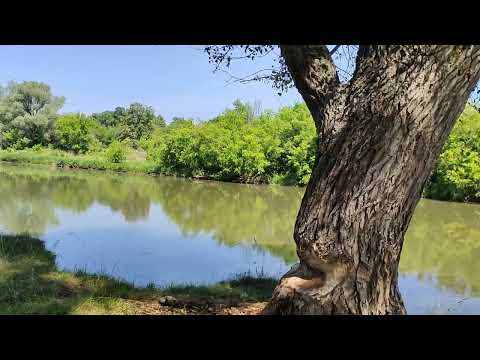 Видео: Йәшлегем. Нуриян Ишкуловтың сихри моңдарында.