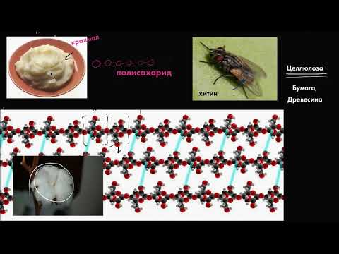 Видео: Гидролиз (видео 3)| Макромолекулы | Биология