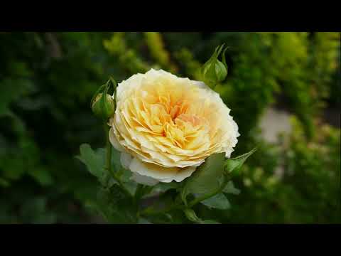 Видео: Октябрь в саду