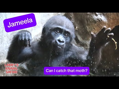 Видео: Детеныш гориллы - Джамила #31