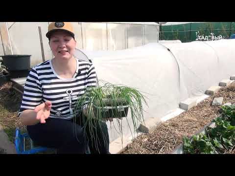 Видео: Высадка рассады лука эксибишен у грунт. Маленькие секреты посадки лука  от профессионалов.