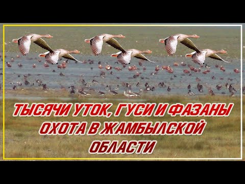 Видео: ТЫСЯЧИ УТОК И ГУСИ! ОХОТА НА ФАЗАНА И УТКУ В ЖАМБЫЛСКОЙ ОБЛАСТИ Мерке, Озеро Аспара Охота с легавыми