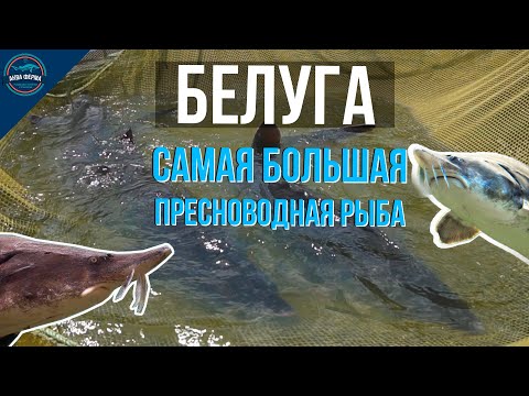 Видео: Белуга - обзор самой большой пресноводной рыбы