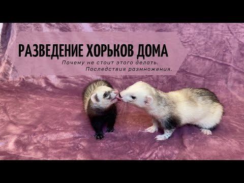 Видео: Разведение хорьков дома. Почему не стоит этого делать. Последствия размножения.