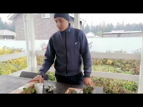 Видео: Получили ещё одну посылку саженцев🤓