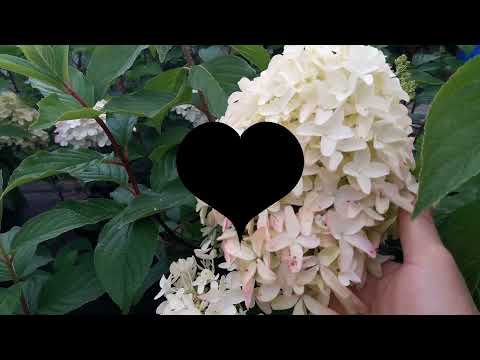 Видео: Как сохранить #саженцы и #укорененныечеренки метельчатой гортензии зимой. #Весеннийкаталог - АНОНС!