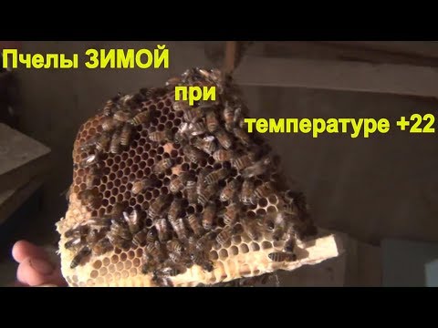 Видео: Что будет с пчёлами зимой если занести их в помещение с температурой +22 градуса.
