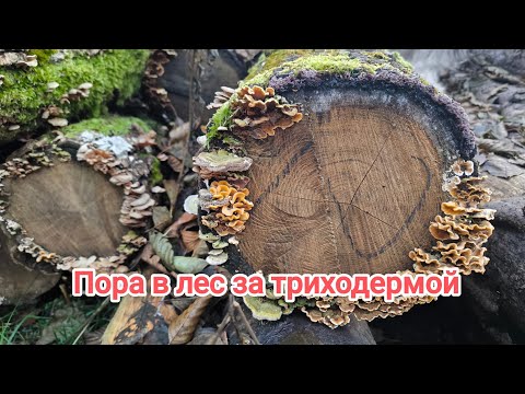 Видео: УСПЕЙТЕ, ПОКА НЕ ВЫПАЛ СНЕГ! Идём в лес за триходермой. Бесплатная триходерма.