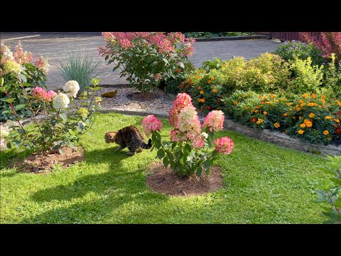 Видео: ПАНОРАМНО УЧАСТОК. НЕМНОГО ГОРТЕНЗИИ. РАСТЕНИЯ В ПРИКОПКЕ ДЛЯ ПРОДАЖИ. ЕЩЕ НОВОСЕЛЫ. СЕНТЯБРЬ.