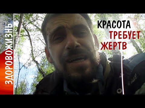 Видео: ТОП ДИКИХ СЪЕДОБНЫХ растений