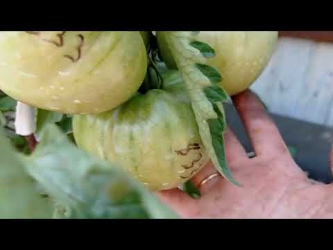 Видео: Лучшие семейные сорта томатов   С любовью из поколения в поколение  2 часть