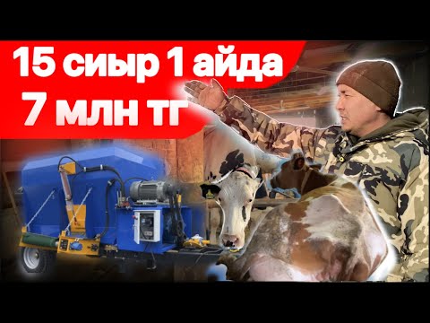 Видео: 1 айда 15 сиыр-7 млн тг береді екен сүт сауған қаншалықты дұрыс екен  ?🤔