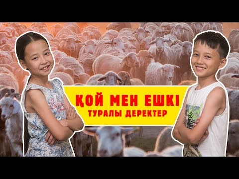 Видео: Факты про овцу и козу на казахском языке / Домашние животные