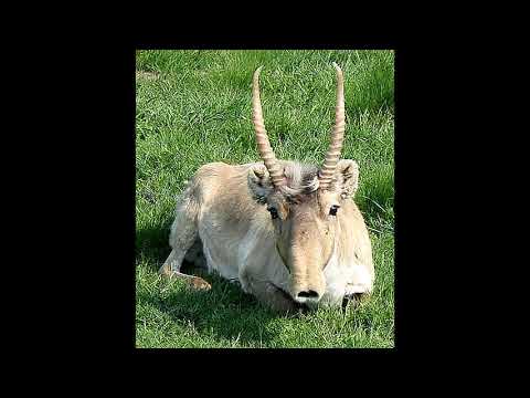 Видео: Приозерская Дембельская песня