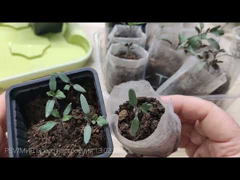 Видео: ТЕСТИРУЮ ГРУНТ С БИОГУМУСОМ.ЧТО НУЖНО ДЛЯ КРЕПКОЙ РАССАДЫ.