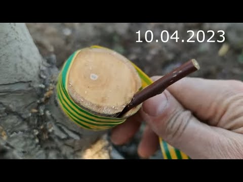 Видео: grafting a tree // прививка дерева в расщеп от края пня