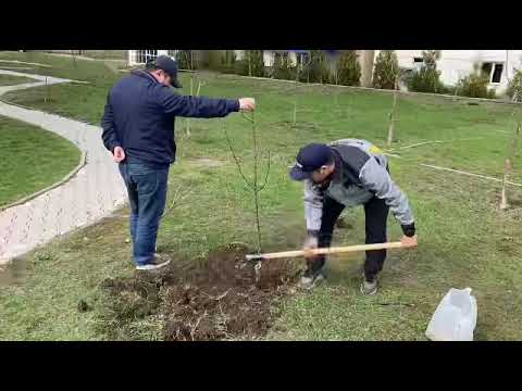 Видео: Көшет отырғызу ережелері. Көшет егу. Алма ағашын отырғызу. #Правила #Посадки #деревьев