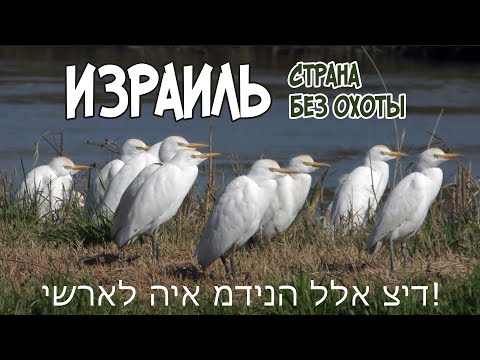 Видео: Израиль. От Негева до Галилеи. Страна без охоты.