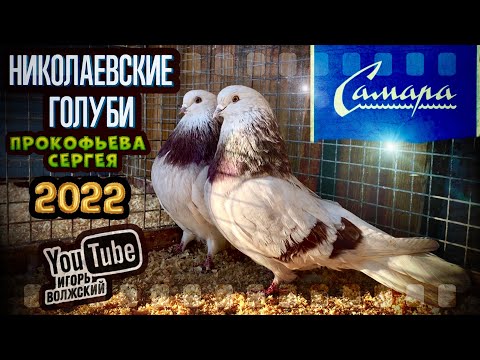 Видео: Николаевские голуби Прокофьева Сергея. Обзор по мастям. Самара 2022. тел. 8 (905) 018-92-63