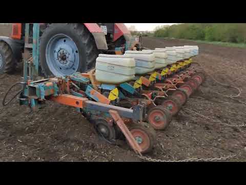 Видео: Сеем кукурузу в грязь.