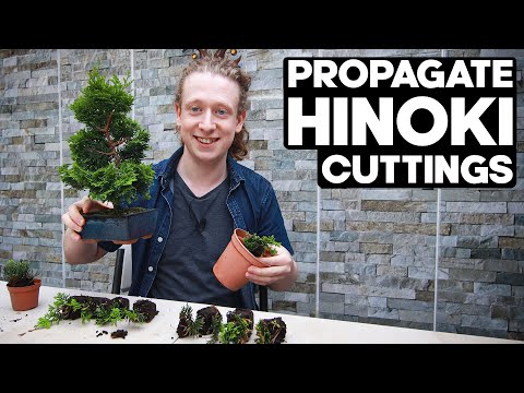 Видео: Как размножить кипарисовик хиноки черенками🌱*ЛЕГКО*