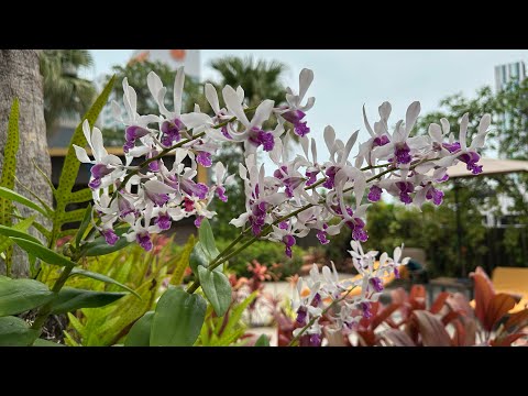 Видео: Плюсы и минусы отеля Mercure Pattaya Ocean Resort