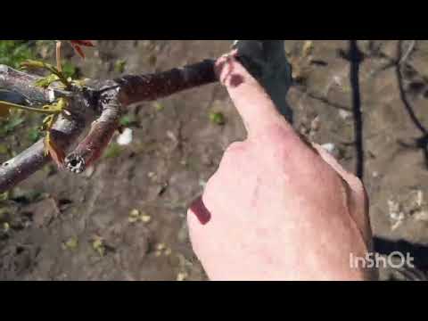 Видео: Самое время для прививки взрослого ореха.