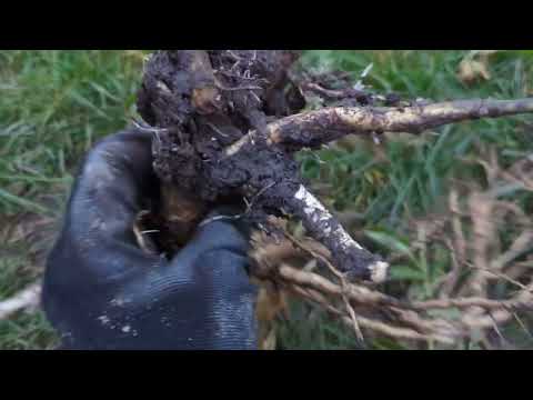 Видео: саджанці бузини Сампо