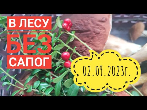 Видео: В лес за грибами/ Осталась без сапог#сибирь#влог#дача#грибы#огород#