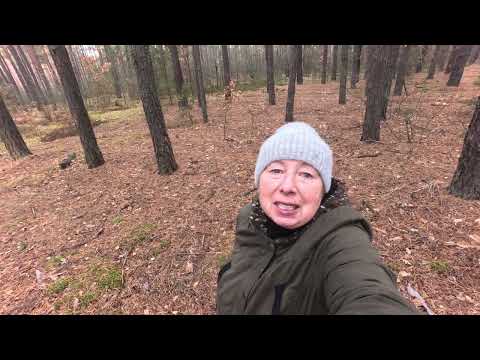 Видео: Ви бачили таку грибну комедію в лісі? Збираю гриби в листопаді.