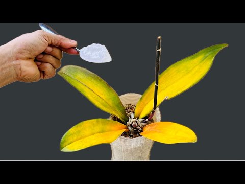 Видео: Посыпьте корни 1 чайной ложкой! Вы мгновенно оживите любую орхидею