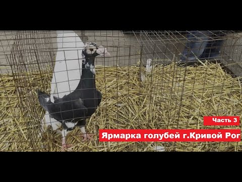 Видео: Ярмарка голубей и декоративных птиц г. Кривой Рог 29.03.2025 Часть 3