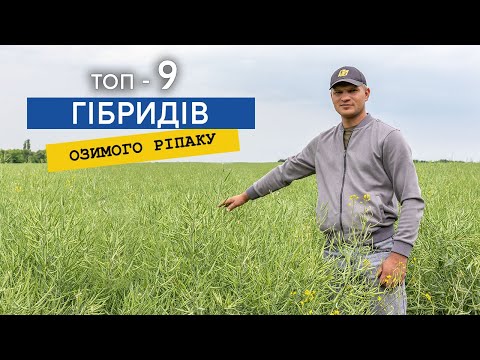 Видео: Найкращі гібриди ріпаку для вашого поля — огляд!