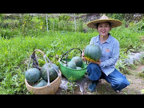 Видео: Обильный урожай арбузов, маленьких и сладких, полюбившихся всем троим детям.