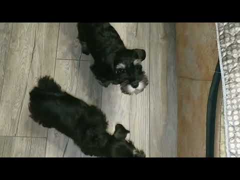 Видео: Цвергшнауцер.Сделали первые прививки.Мальчик поехал домой.