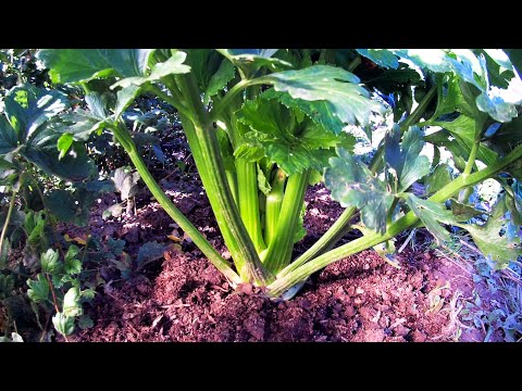 Видео: ЧЕРЕШКОВЫЙ СЕЛЬДЕРЕЙ - МОЯ ГОРДОСТЬ! Давно выращиваю это вкусное и ОЧЕНЬ полезное растение!