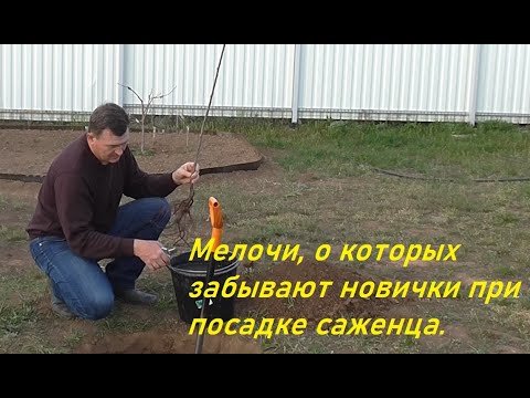 Видео: Мелочи, о которых забывают новички при посадке саженца.