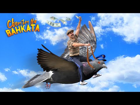 Видео: ЩЕ ОТГЛЕЖДАМ ПОЩЕНСКИ ГЪЛЪБИ