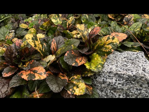 Видео: Живучки в саду | Моя Колекція 🌿Поради щодо вирощування