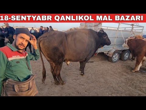 Видео: 18-СЕНТЯБРЬ/КАНЛЫКОЛ МАЛ БАЗАРЫ/СКОТНЫЙ РЫНОК/BUQALAR/BIG BULLS IN THE WORLD/BIG COW