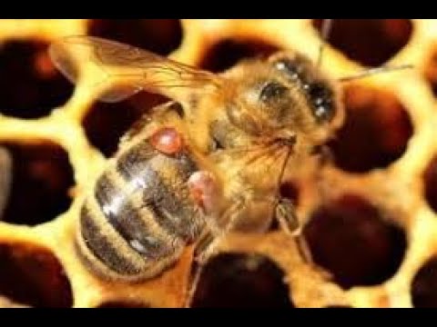 Видео: Как да се справим с вароатозата: Ефективни методи за борба с акарите в пчелните кошери