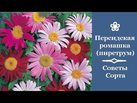 Видео: ❀ Персидская ромашка (пиретрум). Советы. Сорта