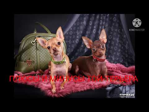 Видео: плюсы и минусы Той -терьера