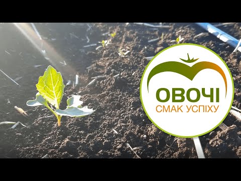 Видео: Прямий посів капусти 2021. Поле під пересів. Розбір помилок | Овочі. Смак успіху