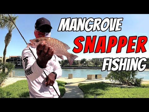 Видео: Как поймать мангрового люциана, используя его любимую наживку