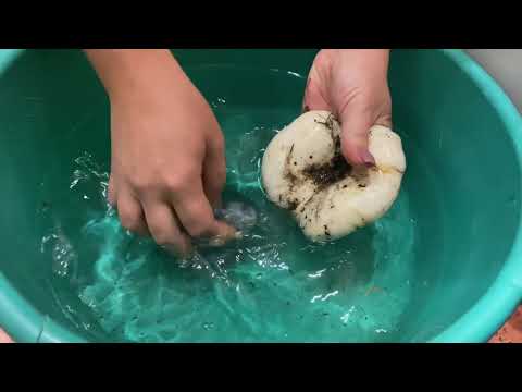Видео: Самый быстрый способ почистить грибы грузди🔥🍄